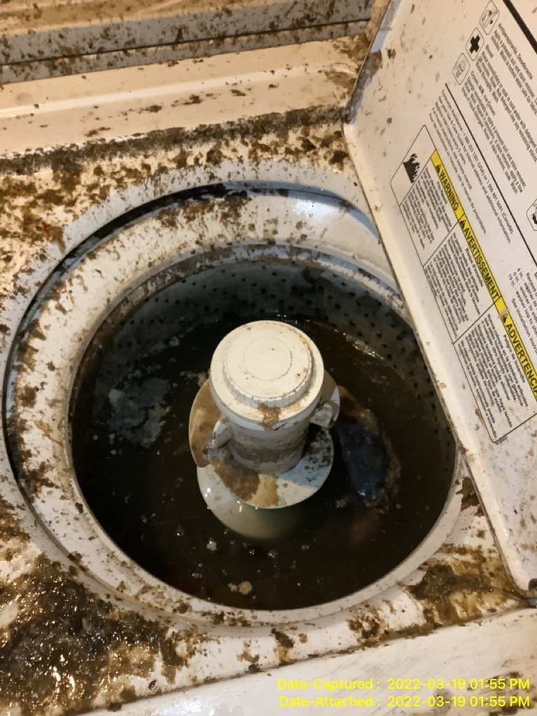 Mold growth due to water damage